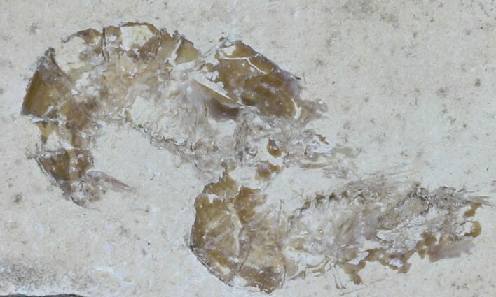 Two Cretaceous Fossil Shrimp - Lebanon #61563
